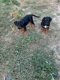 Rottweiler incrocio