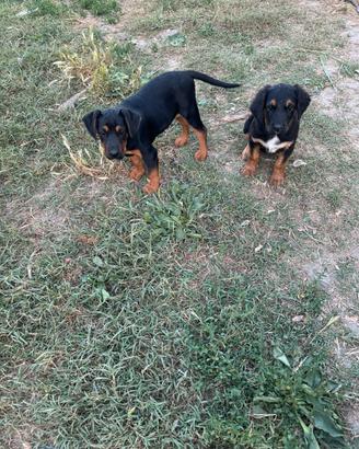 Rottweiler incrocio