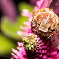 Obiettivo Macro per Canon ef Tamron 180mm 1:1 