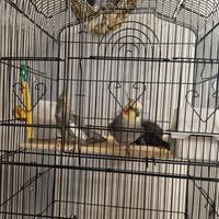 2 calopsite 1 maschio 1 femmina giovani