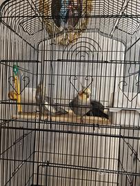 2 calopsite 1 maschio 1 femmina giovani