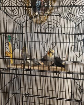 2 calopsite 1 maschio 1 femmina giovani