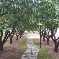 Bilocale nel verde e vicino al mare - Diano Marina