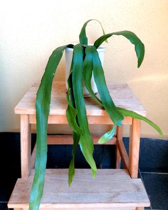 Pianta Epiphyllum Oxypetalum  +Vaso di terracotta 