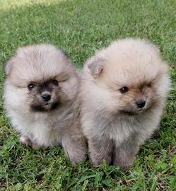 Spitz pomerania
