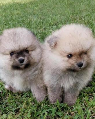 Spitz pomerania