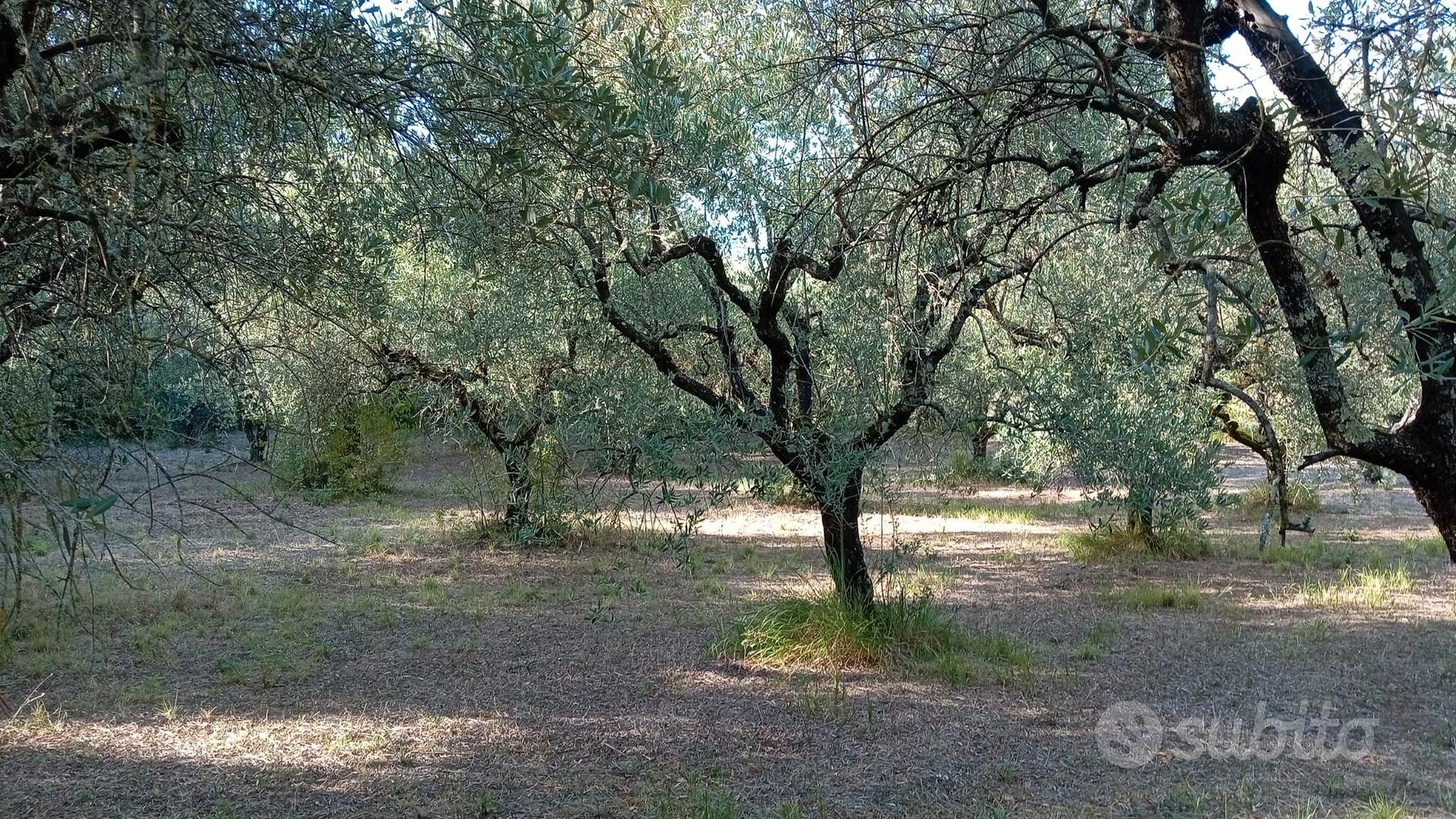 terreno con rustico accatastato per 44 mq - Vista 2