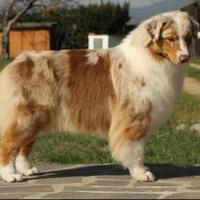 Pastori australiani, adulti, adozioni