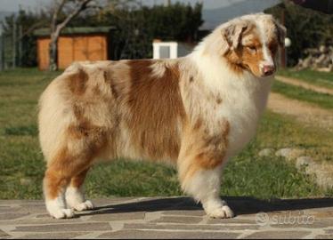 Pastori australiani, adulti, adozioni