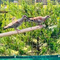 Piccioni della Guinea