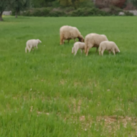 Piccolo gregge di pecore