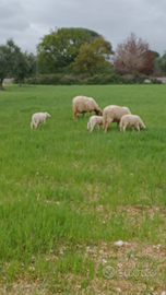 Piccolo gregge di pecore