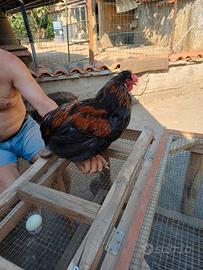 Galli araucana
