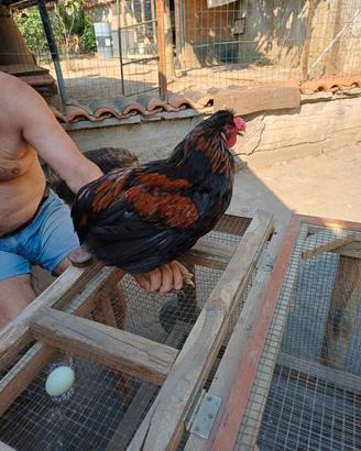 Galli araucana