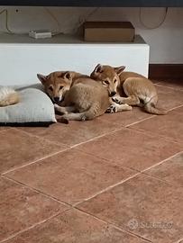 Cuccioli di shiba-inu
