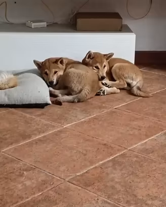 Cuccioli di shiba-inu