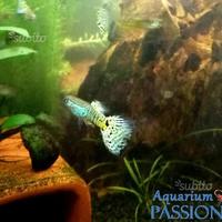 Guppy show king yellow, platy, endler, caridine