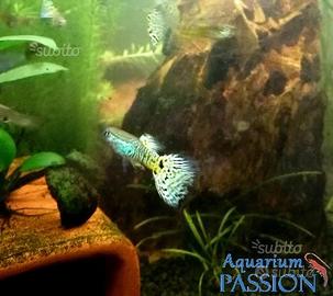 Guppy show king yellow, platy, endler, caridine