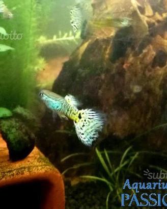 Guppy show king yellow, platy, endler, caridine