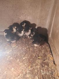 Galline Marans