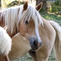 Stalloncino Haflinger alta genealogia