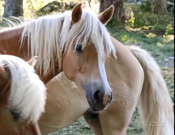 Stalloncino Haflinger alta genealogia