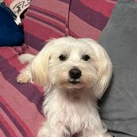 Maltese maschio X monta