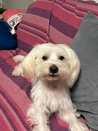 Maltese maschio X monta