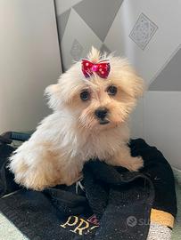 Maltese Femmina disponibile