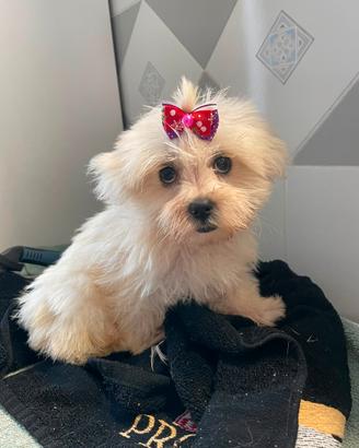 Maltese Femmina disponibile