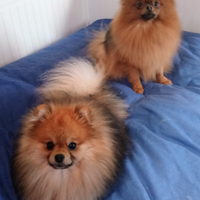 Cuccioli Pomerania