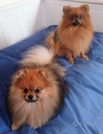 Cuccioli Pomerania