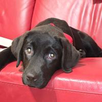 Cucciola Labrador Retriever chocolate con pedigree