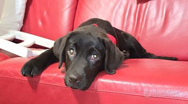 Cucciola Labrador Retriever chocolate con pedigree