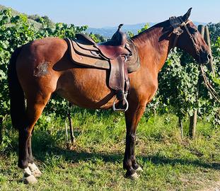Cavallo argentino