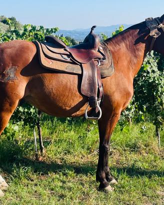 Cavallo argentino