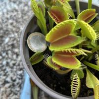 piante Piante carnivore come da foto