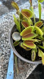 piante Piante carnivore come da foto