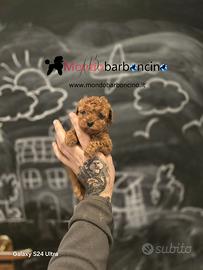 Cucciolo barboncino minitoy Red