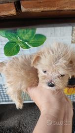 Maltipoo