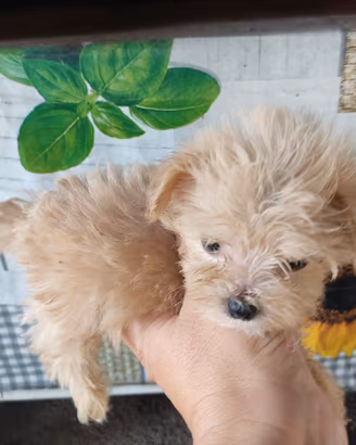 Maltipoo