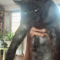 Stallone Maine coon BLACK SMOKE pedigree