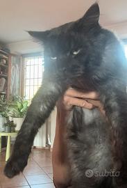 Stallone Maine coon BLACK SMOKE pedigree