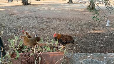 Gallo di razza pura Mericanel della Brianza
