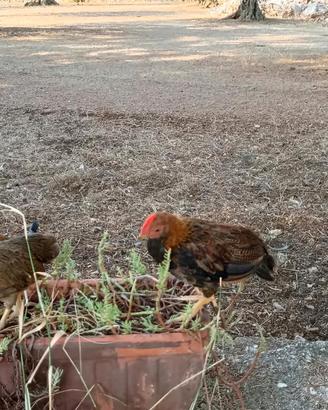 Gallo di razza pura Mericanel della Brianza
