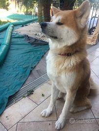 AKITA INU per accoppiamento