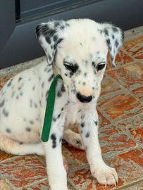 Dalmata disponibili