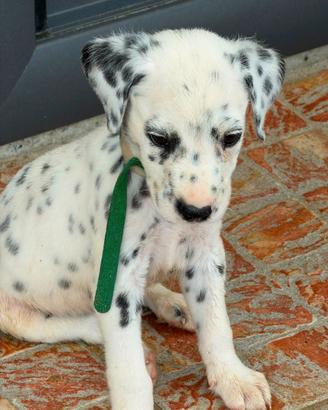 Dalmata disponibili