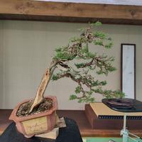 Bonsai Cipresso