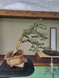 Bonsai Cipresso